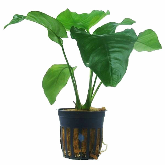Anubias Barteri var. Broadleaf 5cm pot